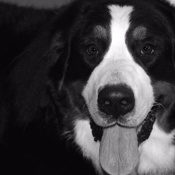 Dan Perata Training - Pet Training Near Me - San Francisco, California
