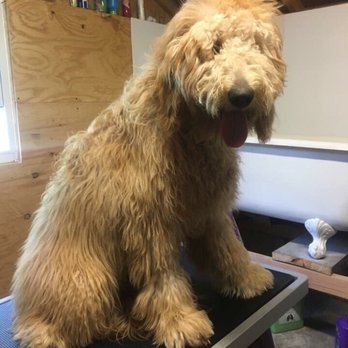 The Mutt Hutt - Before - Pet Groomers Near Me - Reading, Pennsylvania