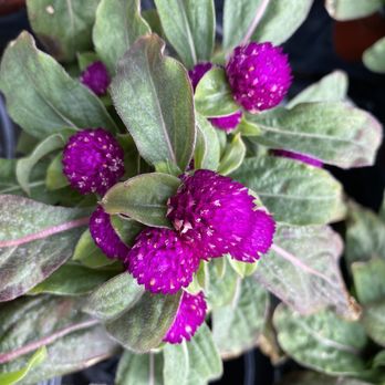 Island Home - Nurseries & Gardening Near Me - Tavernier, Florida