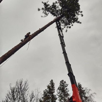 Curtis Point Tree Service - Tree Services Near Me Curtis Point Tree Service - Tree Services Near Me