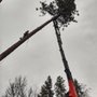 Photo of Curtis Point Tree Service