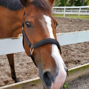 Hasenbeck Equestrian  - Horse Boarding Near Me - Largo, Florida