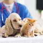 Photo of Animal Urgent Care