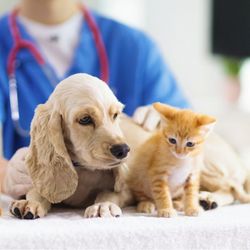 Animal Urgent Care