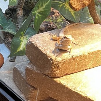 J&J Reptiles - Reptile Shops Near Me - Knoxville, Tennessee J&J Reptiles - Reptile Shops Near Me - Knoxville, Tennessee