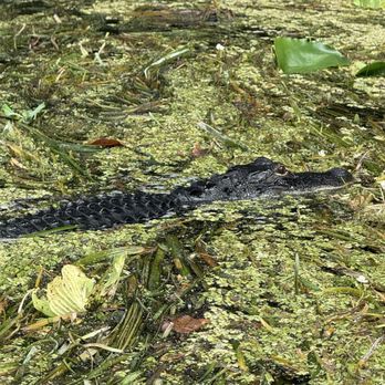 Discovery Kayak and Sup - Juvenile gator - Rafting/Kayaking Near Me - Silver Springs, FL, Florida