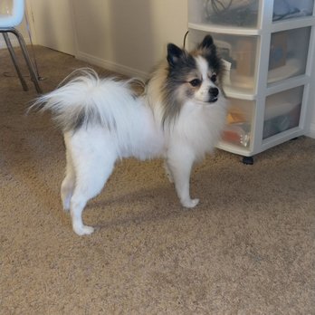 PetSmart - Pet Training Near Me - Oceanside, California