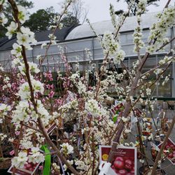 Pike Nurseries