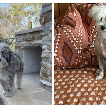 Fido's Playhouse - Before and After - Pet Groomers Near Me - Tucson, Arizona