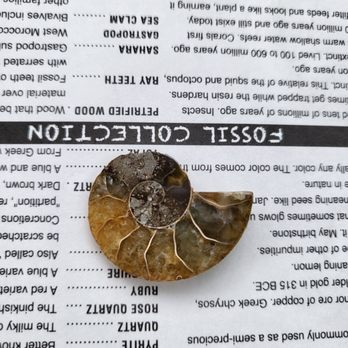 Jurassic Gemstones - Ammonite fossil - Gemstones & Minerals Near Me - Pontiac, Illinois Jurassic Gemstones - Ammonite fossil - Gemstones & Minerals Near Me - Pontiac, Illinois