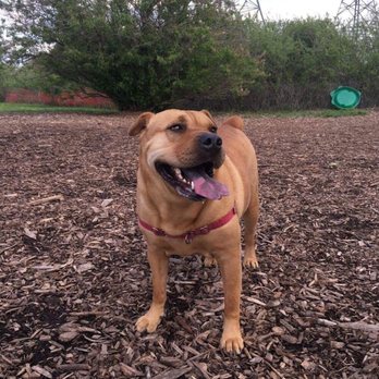 Markham Off-Leash Dog Area - Bree having a fun fun time! - Dog Parks Near Me - Markham, Ontario