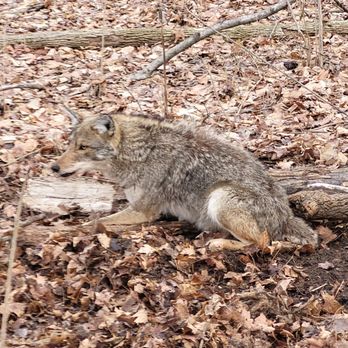 Celtic Wildlife Control - Coyote trapping - Wildlife Control Near Me - Springboro, Ohio Celtic Wildlife Control - Coyote trapping - Wildlife Control Near Me - Springboro, Ohio