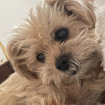 Posh Pets Rescue - Sonny - Animal Shelters Near Me - Long Beach, New York