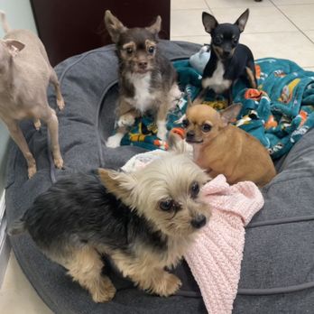 Avenue du BARK - Look at this gang of lobby dogs. Such an adorable welcoming committee. - Pet Training Near Me - Montreal, Quebec Avenue du BARK - Look at this gang of lobby dogs. Such an adorable welcoming committee. - Pet Training Near Me - Montreal, Quebec