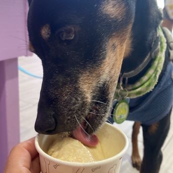 Scoopy Doos - Pet Stores Near Me - Delray Beach, Florida