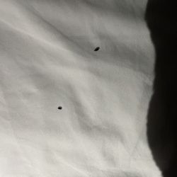 Log Cabin Lodge and Suites Donegal - Mouse droppings on bed sheet.