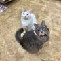 Photo of Sterling Pointe Veterinary Clinic