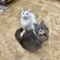 Sterling Pointe Veterinary Clinic - Louie and Gracie