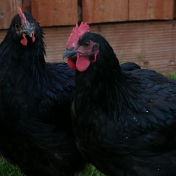 Isleta Feed and Farrier Service - Our Rooster 16 weeks now. - Livestock Feed & Supply Near Me - Albuquerque, New Mexico
