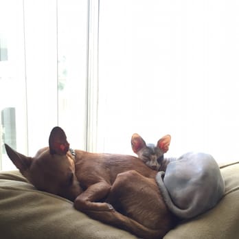Hollywood Sphynx - Pet Services Near Me Hollywood Sphynx - Pet Services Near Me