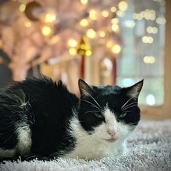 Love Always Veterinary Care - Best kitty ever
