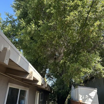 Califa Tree Care - Pre Service - Tree Services Near Me