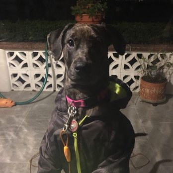 Baker Dog Training - learning she has boundaries - Pet Training Near Me Baker Dog Training - learning she has boundaries - Pet Training Near Me