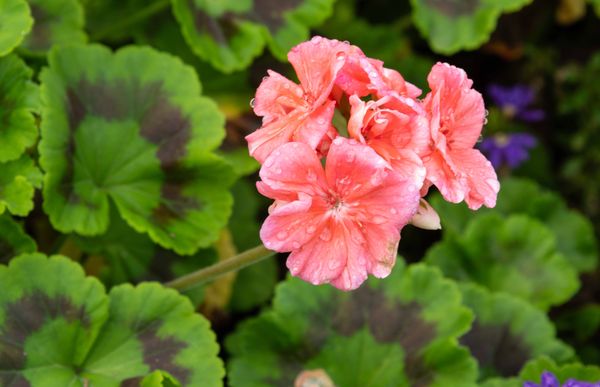 The Butchart Gardens by null