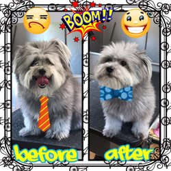 chow bella mobile grooming