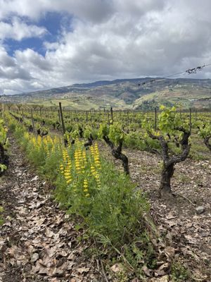 Quinta da Pacheca by null