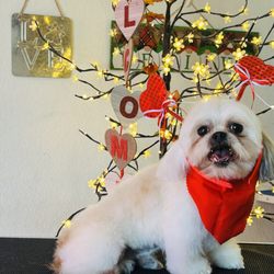 Mrs & Mr Guerrero Cut & Go Grooming Services - Thank you for coming Milo