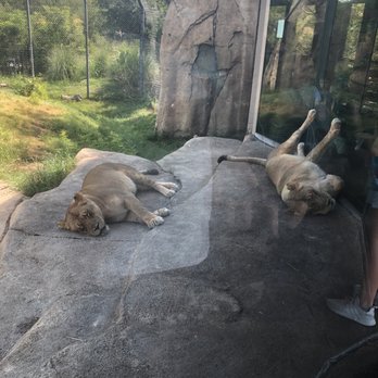 Dallas Zoo - Zoos Near Me - Dallas, Texas Dallas Zoo - Zoos Near Me - Dallas, Texas