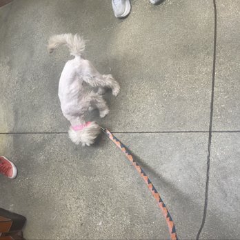 PetSmart - I can just cry don't start if you can't finish - Pet Training Near Me - West Palm Beach, Florida PetSmart - I can just cry don't start if you can't finish - Pet Training Near Me - West Palm Beach, Florida