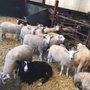 Photo of Big Sheep & Little Cow