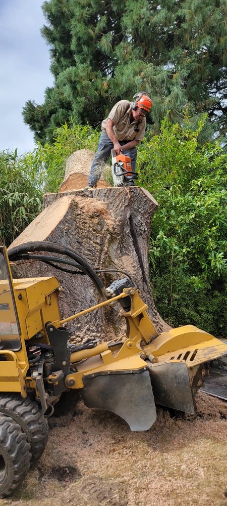 Portland Stump Grinding - tree service in Portland, OR