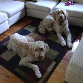 The Doggie Chalet - Pet Training Near Me
