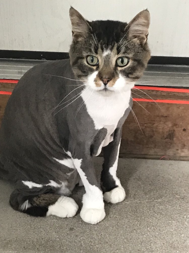 AMERICAN K9 DOG & CAT GROOMING Updated September 2024 13 Reviews