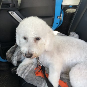 PurrFurred Pet Styling - Naperville - Post grooming - Pet Groomers Near Me - Naperville, Illinois PurrFurred Pet Styling - Naperville - Post grooming - Pet Groomers Near Me - Naperville, Illinois