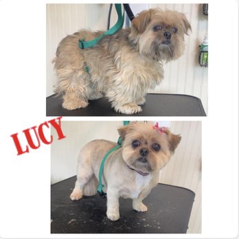 Top Notch Paws Grooming - Pet Groomers Near Me - Westfield, Massachusetts Top Notch Paws Grooming - Pet Groomers Near Me - Westfield, Massachusetts