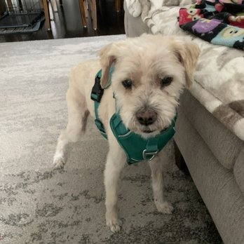Doggy Downtime - Happy grooming experience! - Pet Groomers Near Me - Wheat Ridge, Colorado