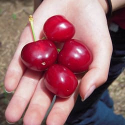 DC's Extraordinary Cherries
