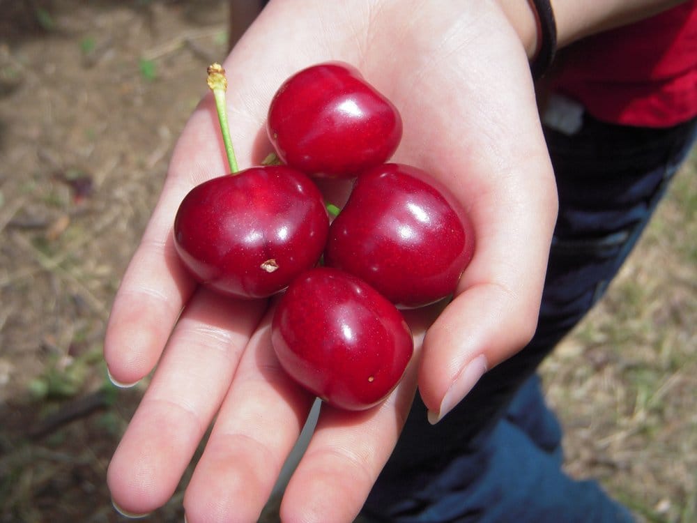 DC’S EXTRAORDINARY CHERRIES Updated August 2024 24 Reviews 22012 Marsh Creek Rd, Brentwood