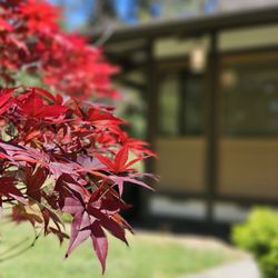 Kelley Park - Japanese Friendship Garden