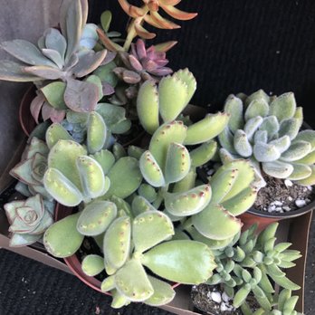 Aki Nursery - Nurseries & Gardening Near Me - Irvine, California