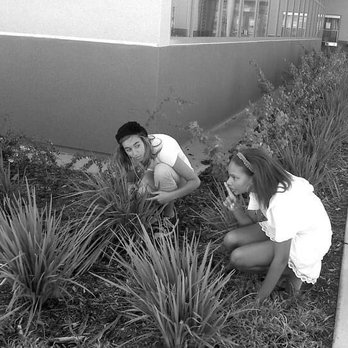 Mission Vista High School - Planter - Middle Schools & High Schools Near Me - Oceanside, California Mission Vista High School - Planter - Middle Schools & High Schools Near Me - Oceanside, California