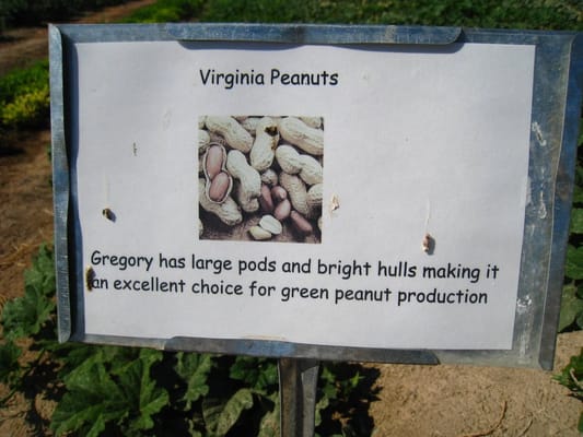 Gilcrease Orchard by null