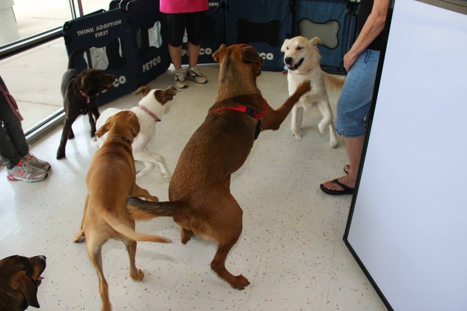 PETCO 10 Photos & 19 Reviews Pet Training 309 Worth Ave, Stafford