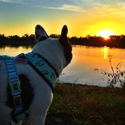 Eagle Lakes Community Park - Waffles Enjoying a sunrise