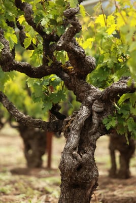 T-Vine Winery by null
