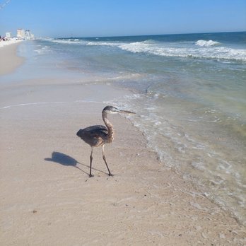 Gulf Shores Beach - Beaches Near Me - Gulf Shores, Alabama Gulf Shores Beach - Beaches Near Me - Gulf Shores, Alabama
